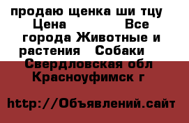 продаю щенка ши-тцу › Цена ­ 10 000 - Все города Животные и растения » Собаки   . Свердловская обл.,Красноуфимск г.